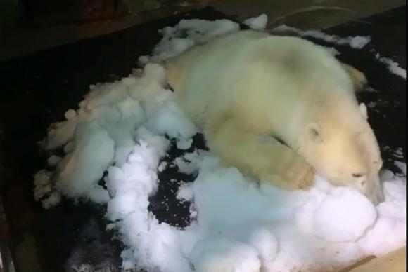 Стали известны подробности о жизни медведя Диксона с дробью в теле