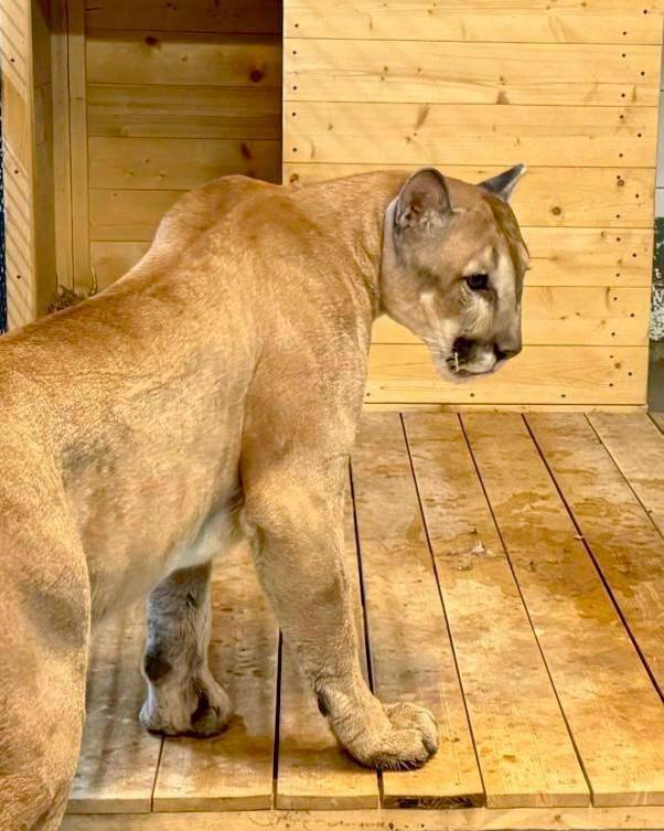 Изъятую у хозяина пуму поселили в Московский зоопарк. Пока животное на карантине