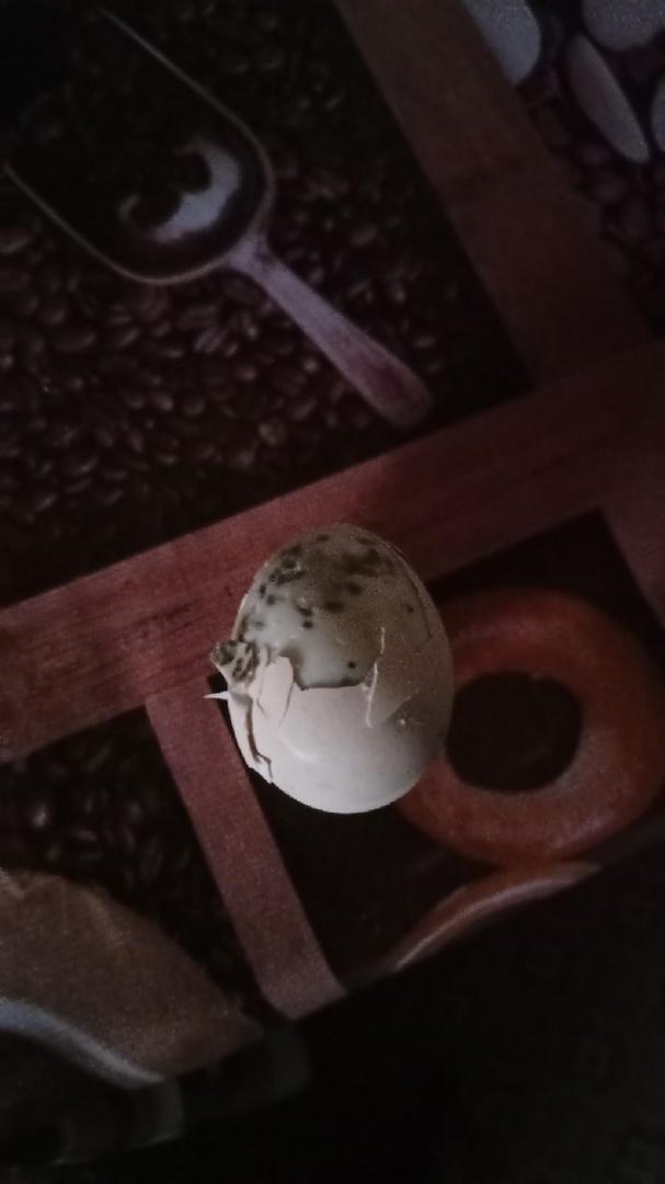 Россиянка обнаружила плесень на яйцах из магазина низких цен
