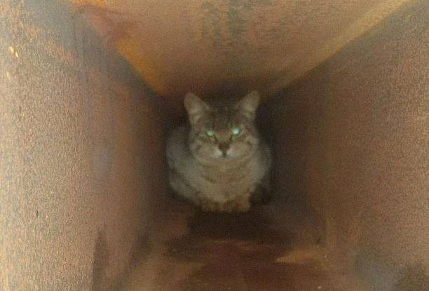 В Москве строители случайно замуровали кота