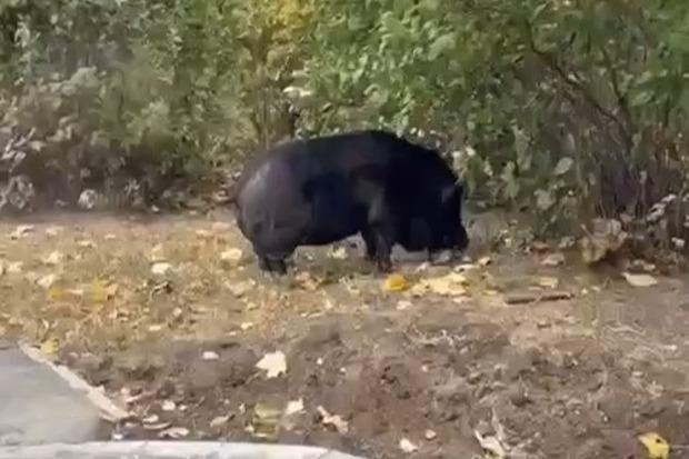 В Москве заметили гигантского кабанчика