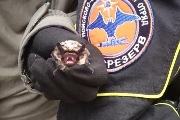 Летучая мышь залетела в московскую квартиру на 45-м этаже