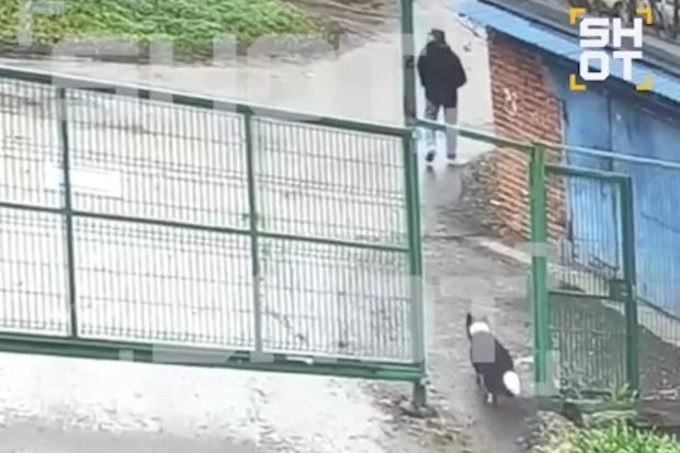 В Москве задержали серийных похитителей собак