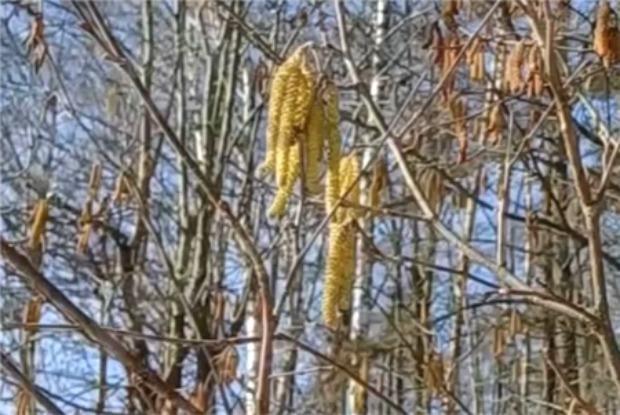 В Москве и Подмосковье зацвел орешник