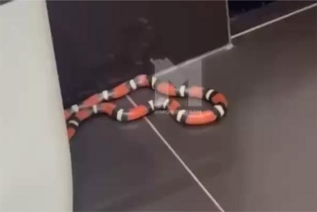 Москвич нашел в своем туалете красную змею