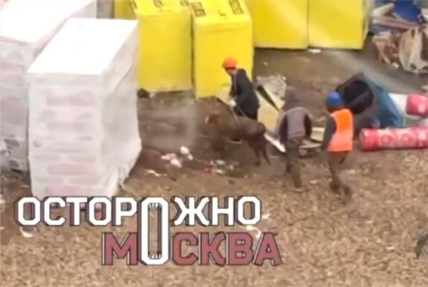 Москвичей встревожило появление барашка и теленка на стройке в преддверии Курбан-байрама