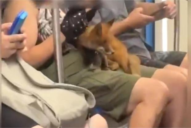 В московском метро заметили женщину с лисенком
