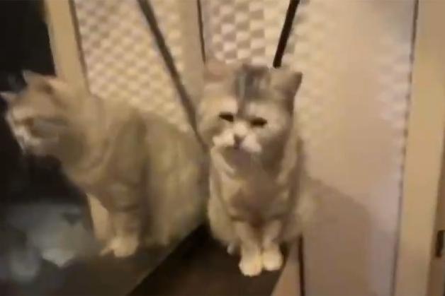 В арендованной московской квартире нашли кошек в холодильнике