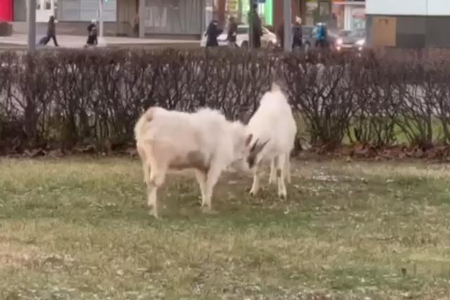 Драка козлов в Москве попала на видео