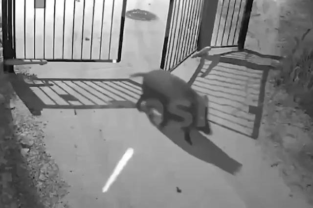 В Москве стало больше диких кабанов