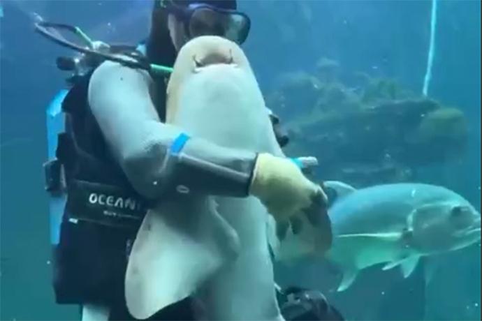 В Подмосковье водолаз погладил тигровую акулу и попал на видео