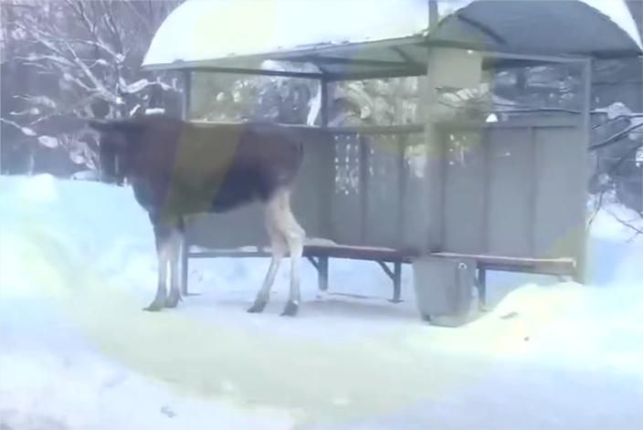 В Балашихе сняли на видео ждавшего автобуса лося
