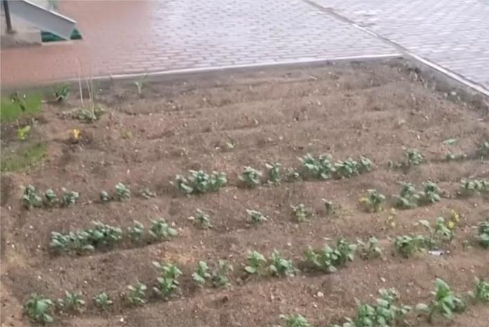 Возле новостройки в Подмосковье в клумбе посадили картошку