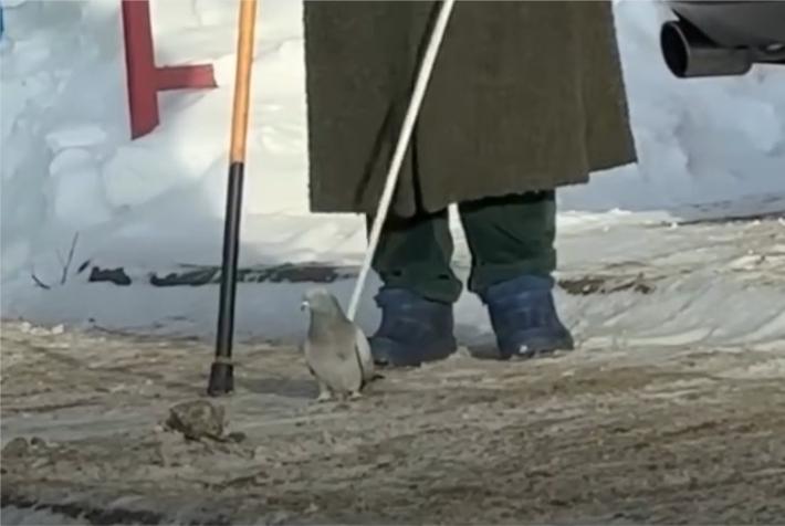 В Москве заметили женщину с необычным питомцем