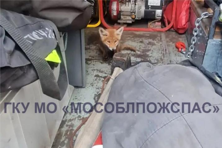 В Подмосковье лиса вывела лисят под крыльцом детского сада