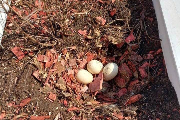 Утка высидела утят в кадке для цветов у столичного кафе