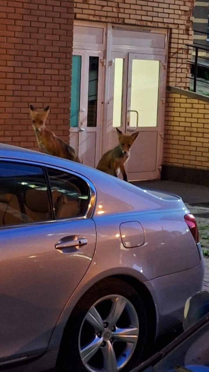 Жители Подмосковья пожаловались на нашествие лис