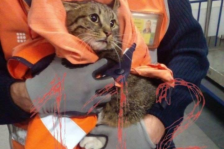 Найден неделю блуждавший по московскому аэропорту кот-беглец