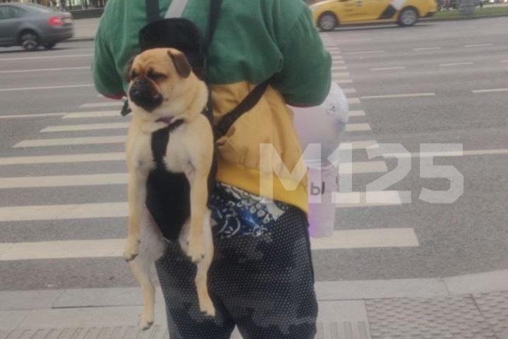 В Москве заметили самокатчика с собакой на спине