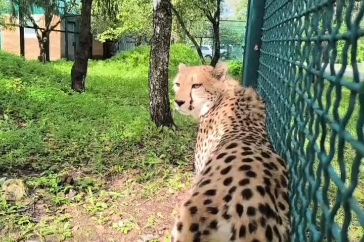 Московский зоопарк пополнился двумя гепардами