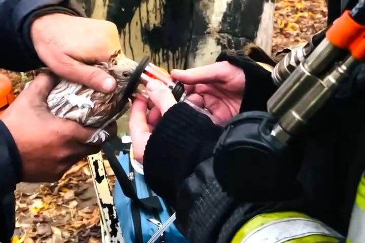 В Подмосковье спасатели откачали кислородом пострадавших при пожаре голубей