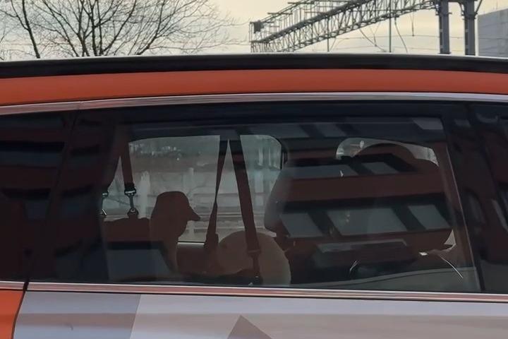 Москвичи заметили необычных пассажиров каршеринга