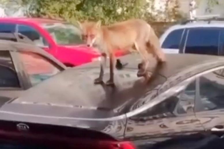 Лиса прогулялась по крышам автомобилей в московском дворе и попала на видео