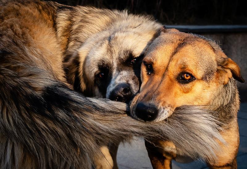 Москвичам напомнили эффективный и бесплатный способ профилактики бешенства