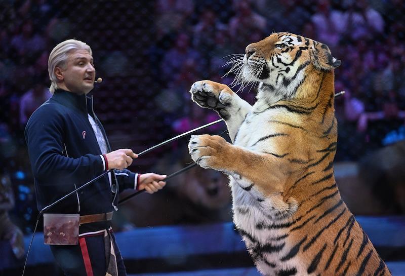 Известный укротитель тигров заявил о неподходящем занятии для женщин