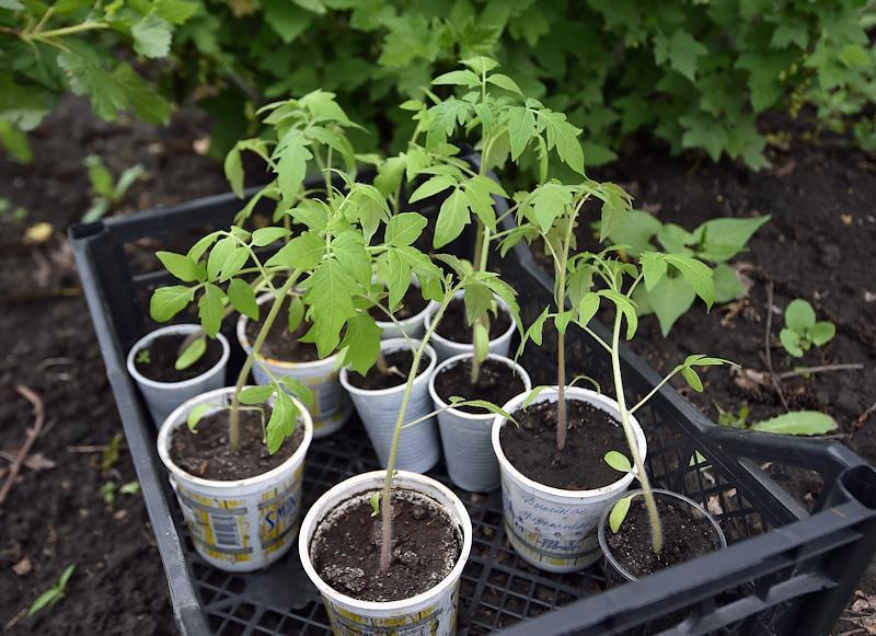 Садовод дала советы по посевам в период майских праздников