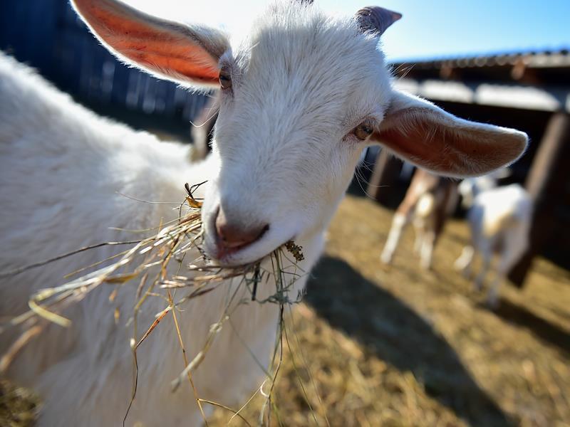 Переходящие дорогу козы развеселили москвичей