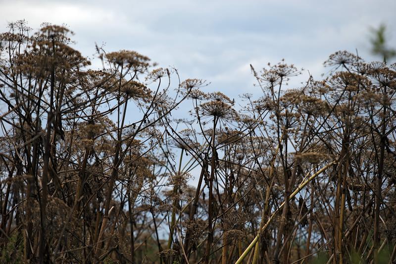 В Подмосковье начали борьбу с борщевиком