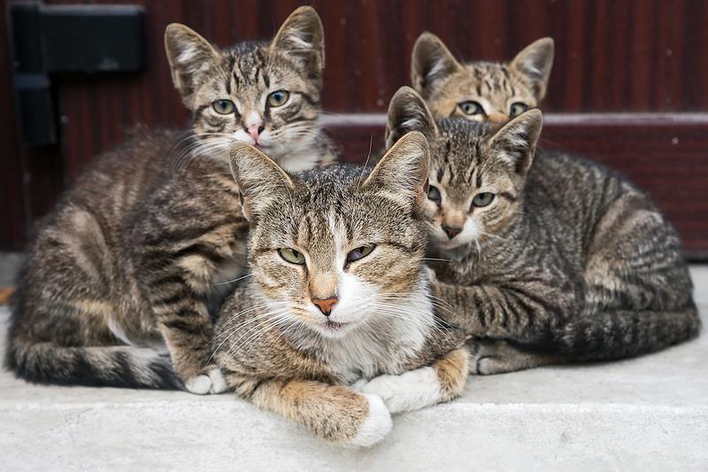 Жители Подмосковья построили апартаменты для бездомных котов