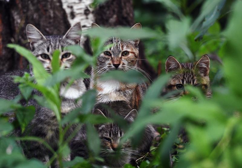 Крупных столичных девелоперов обвинили в нежелании помогать бездомным котам