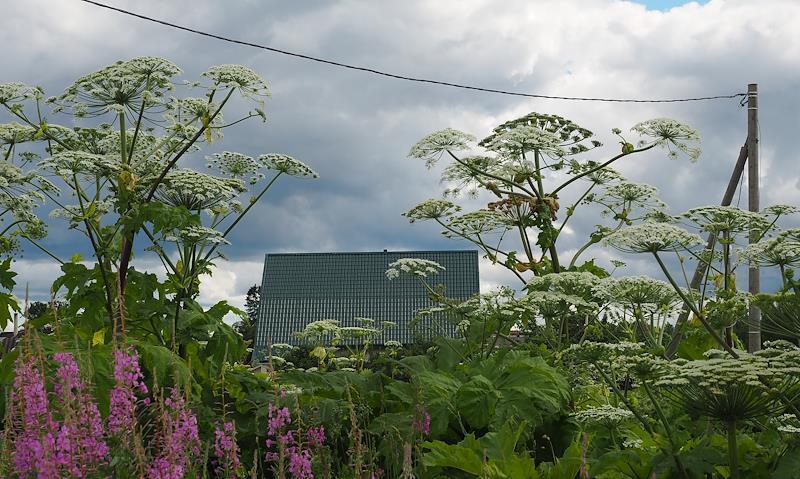 Стало известно об опасности применения «народных» средств при ожоге борщевиком
