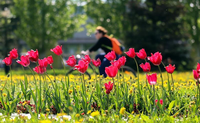 Жители Подмосковья повесили объявление для воровки цветов
