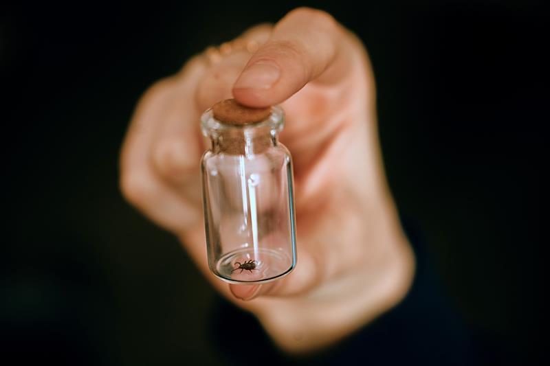 Россиян предупредили о втором периоде активности клещей