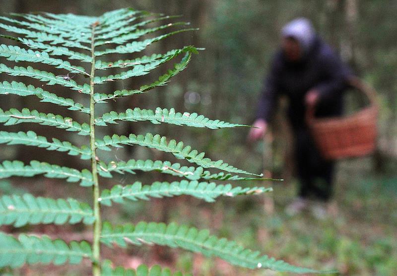 Жителям Подмосковья назвали лучшее время для сбора грибов