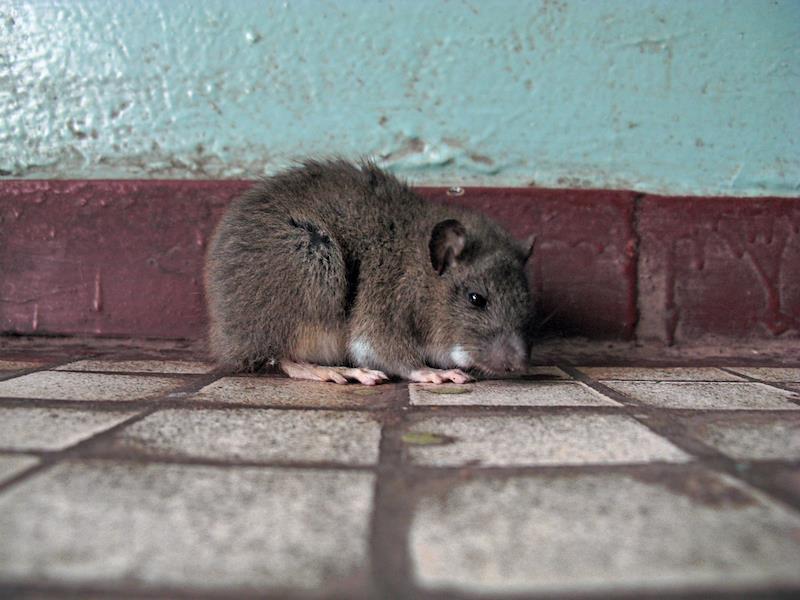 Крысы массово пошли в детский сад. Родители боятся и яда, и заразы