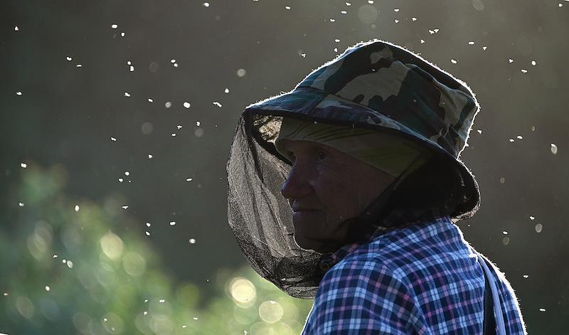 «Скоро начнется массовый выплод!» Биолог рассказал, когда Москву захватят мошки