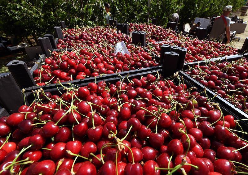 Москвичи рискуют остаться без черешни, абрикосов и персиков. Во всем виноваты заморозки