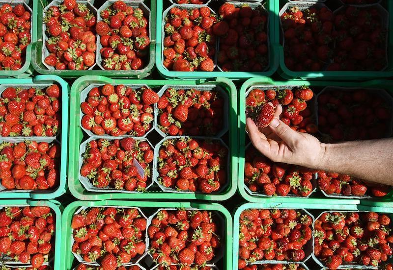 Поаккуратнее с клубникой! Она может стать причиной серьезных проблем