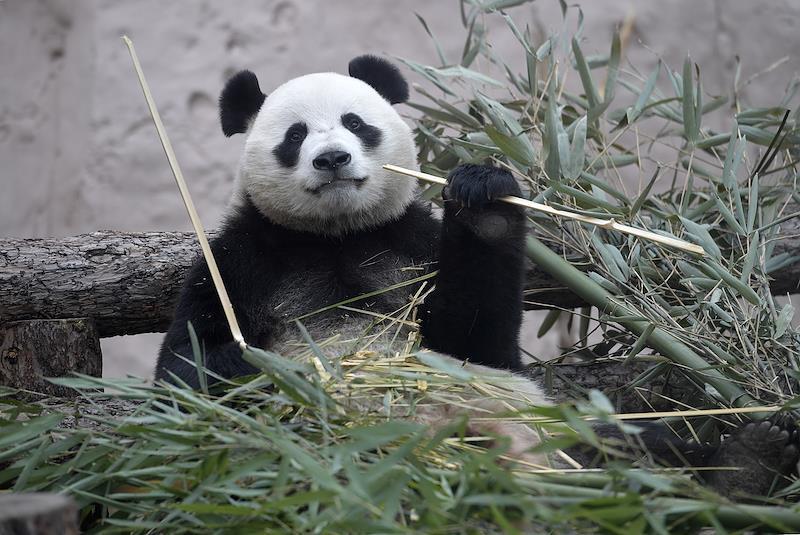 Московский зоопарк запустил онлайн-трансляции животных для поддержки