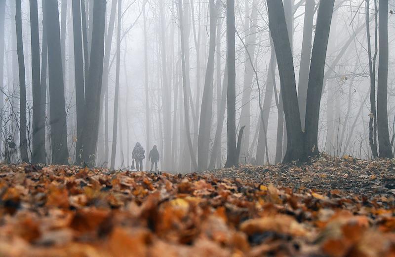Москвичи неожиданно заметили «братскую могилу» голубей со МКАДа