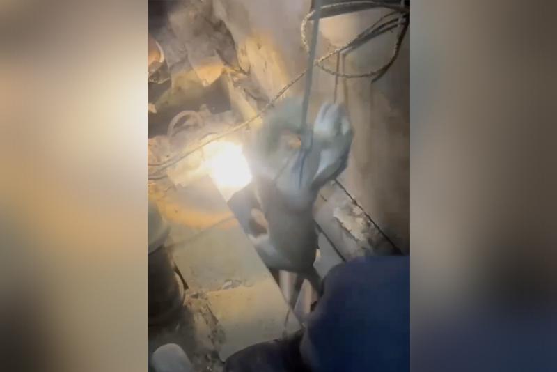 В Подмосковье спасли кота из вентиляционной шахты