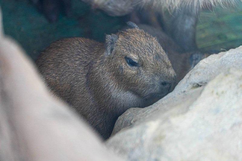 В Московском зоопарке родились детеныши капибары