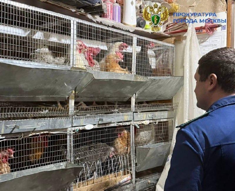 Москвичи завели в квартире лису и кур