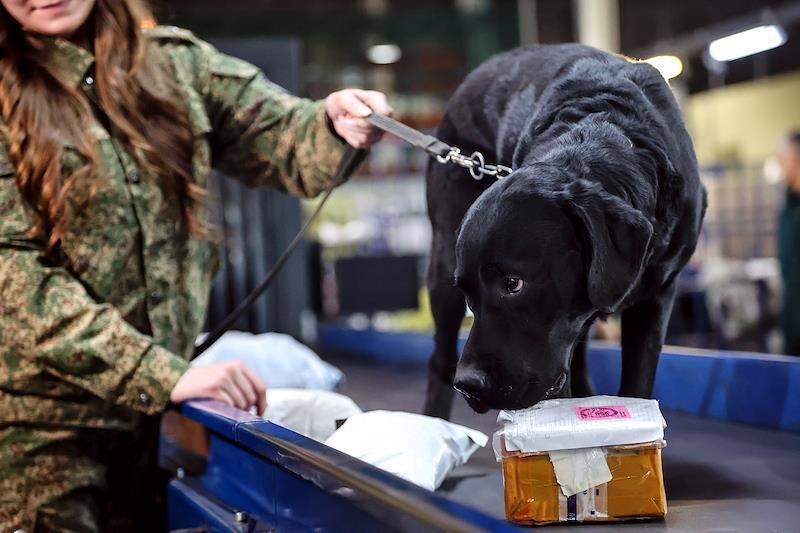 Деньги в банках кофе нашла собака в посылке из Германии в Москве