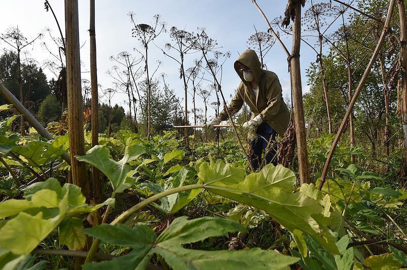 Подмосковных дачников предупредили о штрафе за одно растение