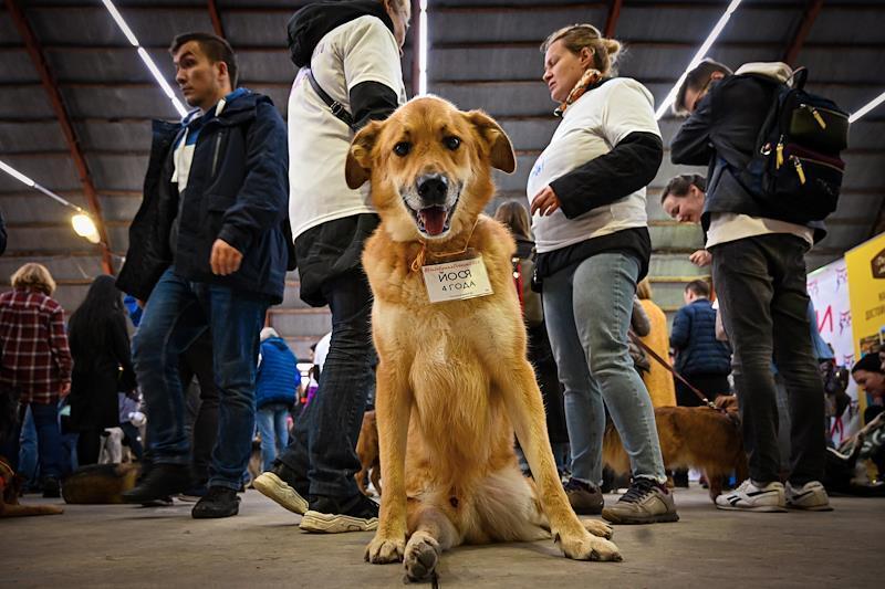 В Москве стали чаще забирать животных из приютов